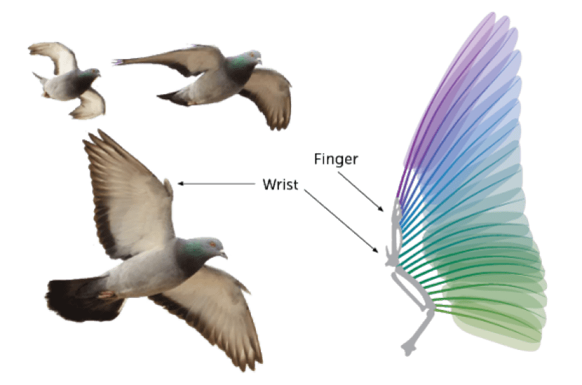 未来のドローンは鳥型になるかも 鳩の翼を持ち機敏に空を飛び回れるハトボット Pigeonbot カラパイア