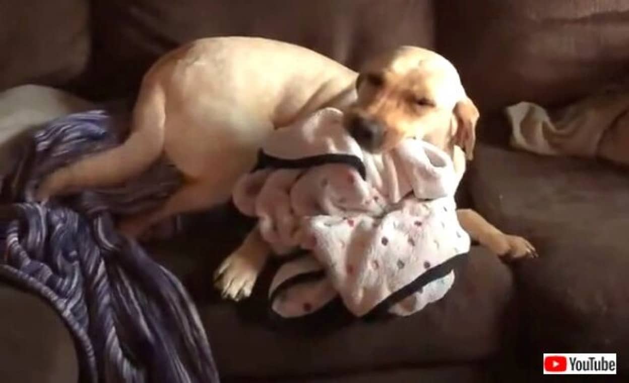 犬にとってのライナスの毛布 コレがないとダメなんだってば ブランケットをいつもくわえているわんこ カラパイア