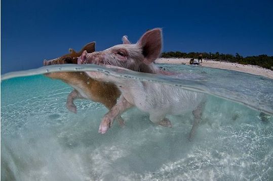 swimming_pigs_17