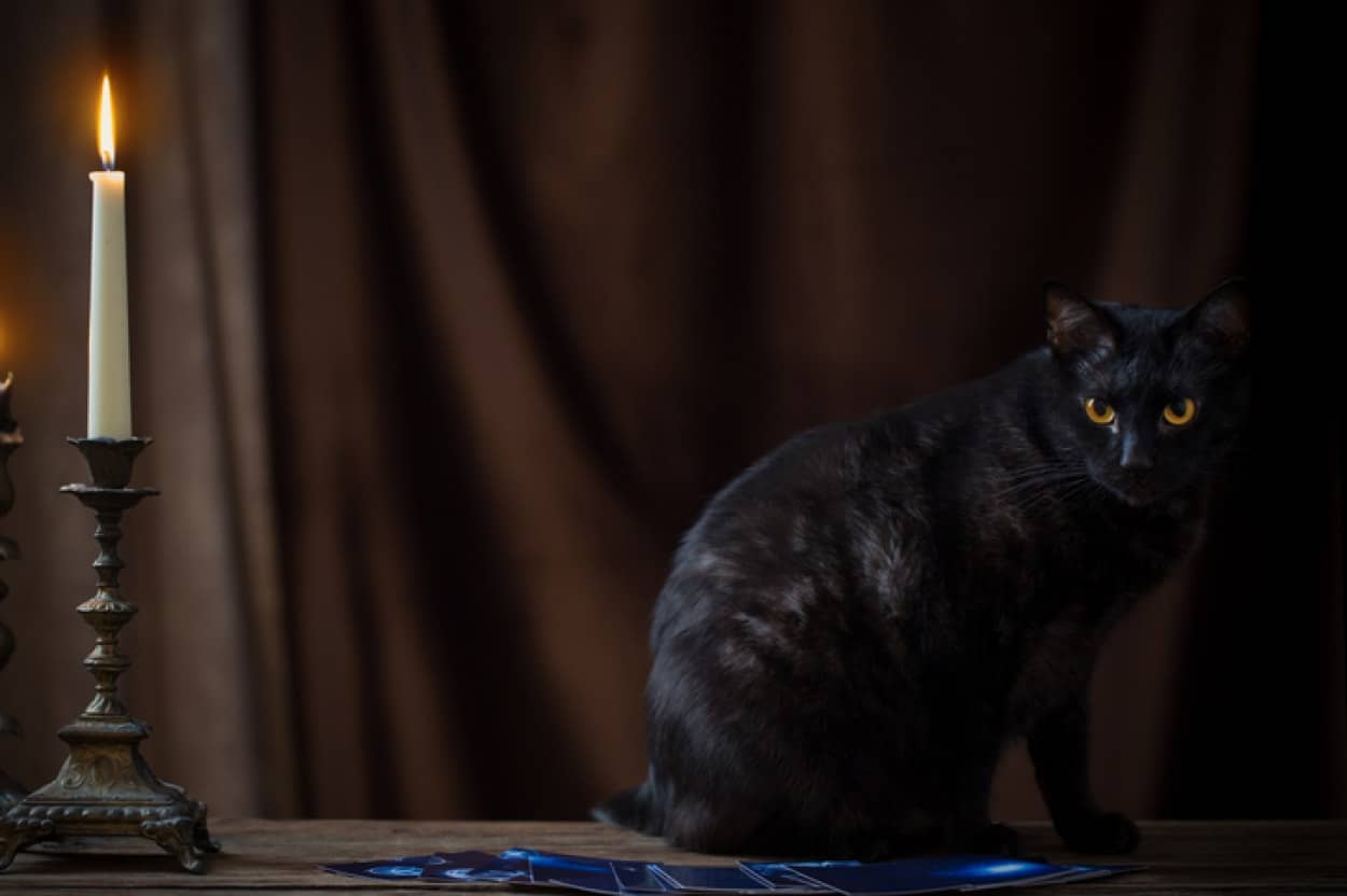 猫能力の一種か?何もないところに火をつけて去っていった猫
