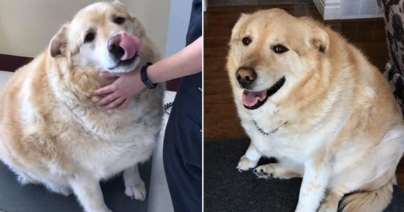 太りすぎて動くことができなかったゴールデンレトリバー 安楽死寸前で獣医に救われ 新たな犬生を手に入れる カラパイア