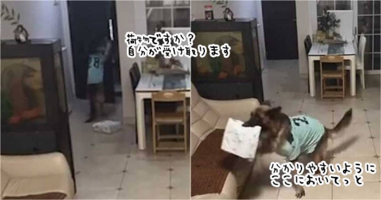 ジャーマンシェパードが郵便物を受け取り