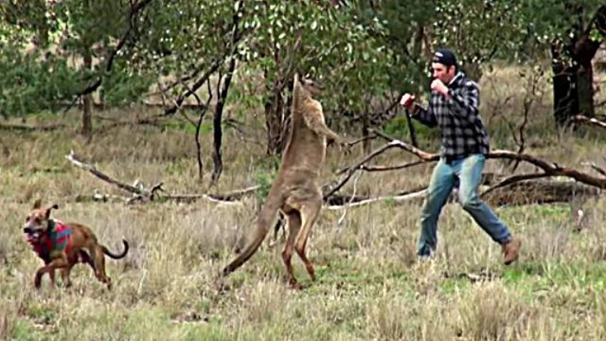 愛犬を助けるために カンガルーとガチバトル 思わずパンチを食らわせてしまった男性がいた カラパイア