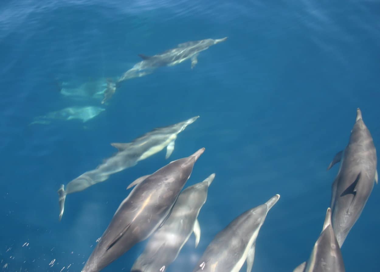 イルカたちが守ってくれた？海で行方不明になっていた男性がイルカの群れの中で発見、救助される