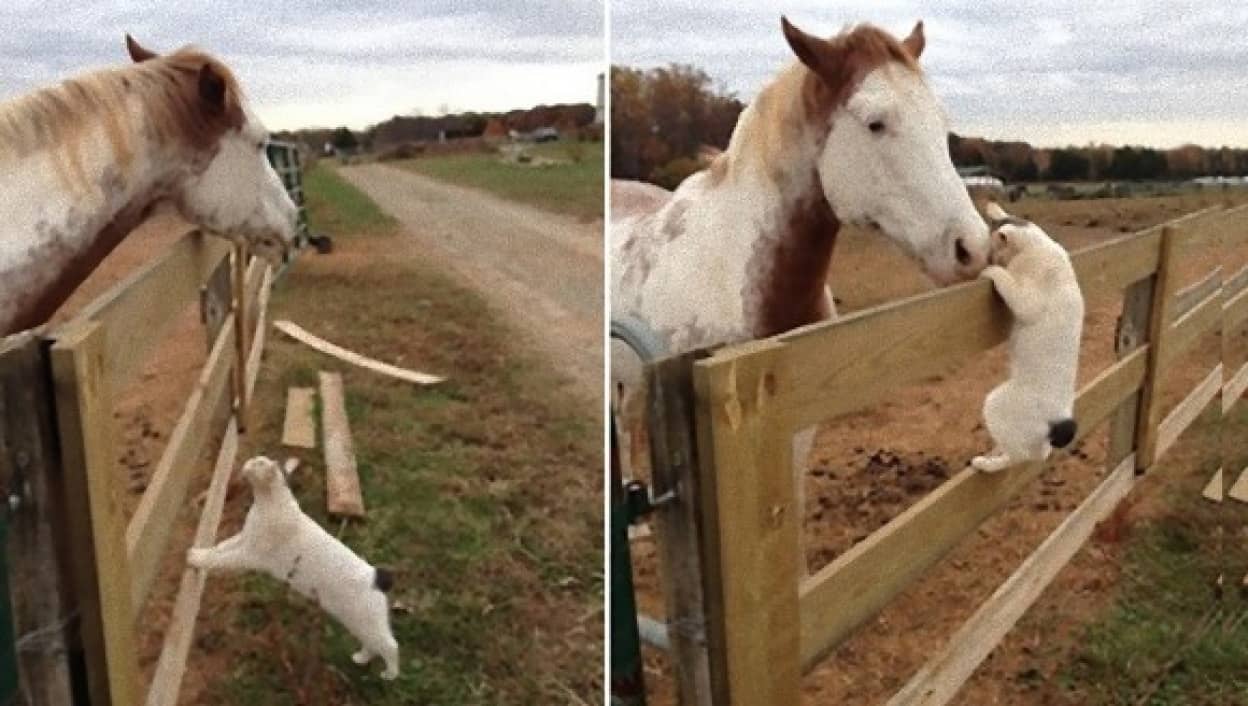 逢いたくて 逢いたくて 柵をのぼり大好きな馬にスリスリする猫 カラパイア 逢いたくて 逢いたくて 柵をのぼり大好きな馬にスリスリする猫 カラパイア