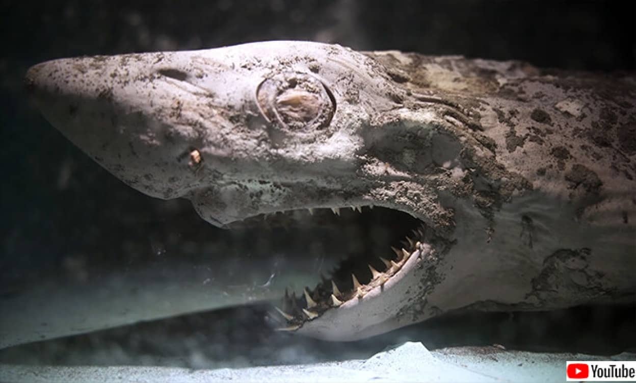 廃墟水族館のサメ