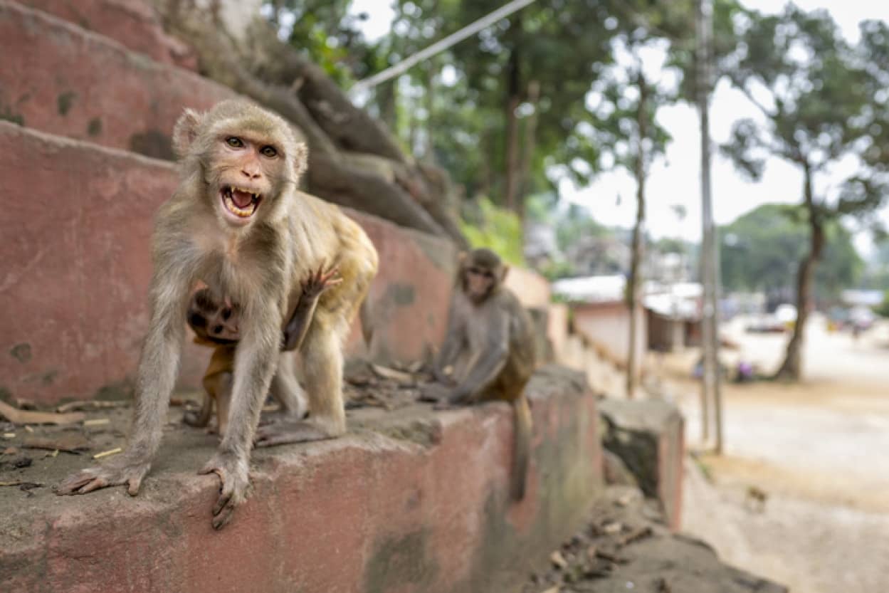 家に侵入した野生の猿たちをアレクサで追い出した少女の機転がすごい！(thumb)