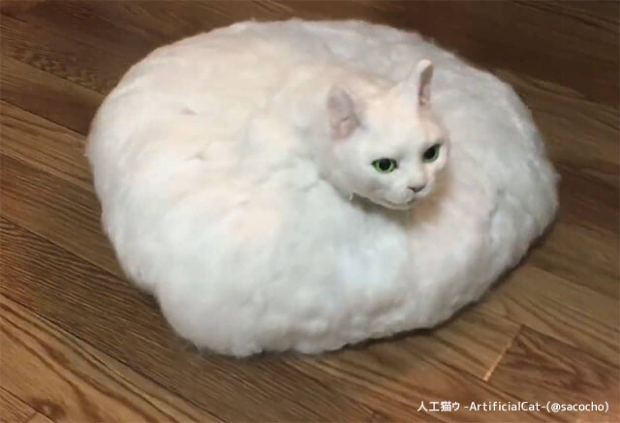 猫が適応進化するとこうなる 自分の毛を自分で掃除してくれるかもしれない猫の未来形 カラパイア