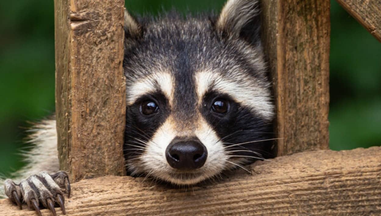 アライグマが紐をほどいて別の場所につないで進路を確保