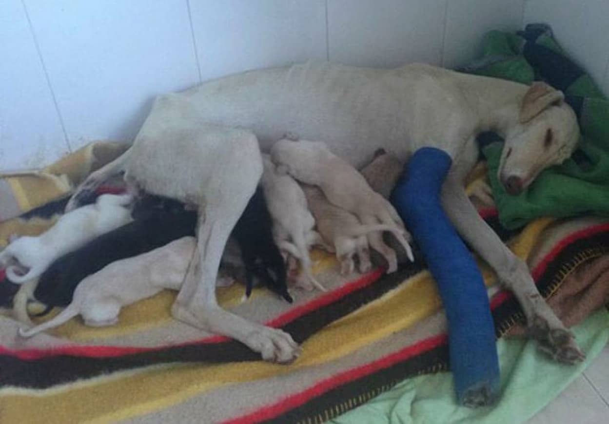 片足が折れ ボロボロの状態で町をさまよっていた母犬 10匹の子犬たちを助けてくれる出会いを求めていた スペイン カラパイア