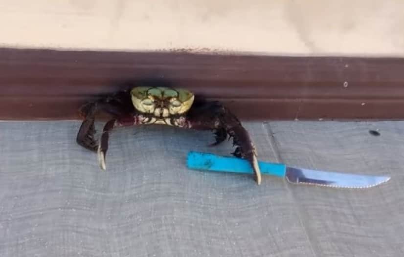 crab2_e