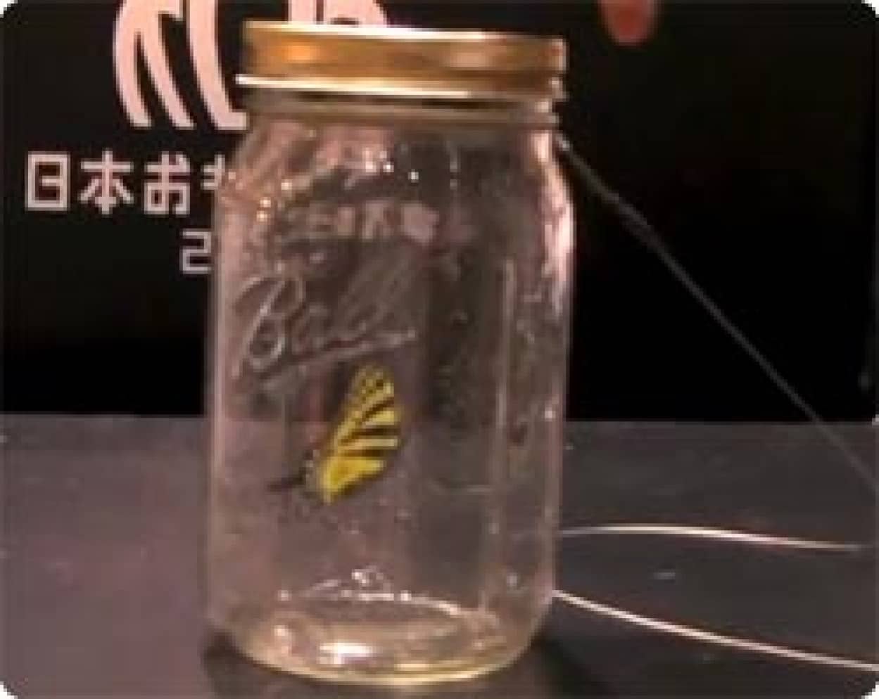 東京おもちゃショーに出品された 瓶の中を動く蝶々がリアルで凄い と海外で話題に カラパイア 東京おもちゃショーに出品された 瓶の中を動く蝶々がリアルで凄い と海外で話題に カラパイア