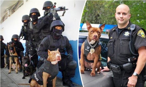 アメリカの警察、保護施設から引き取ったピットブルを訓練し、K9（警察犬）として活躍の場を与える取り組み