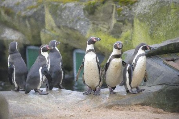記録的な長雨で動物園のペンギンがウツ状態に 抗うつ剤を投与 英水族館 カラパイア 記録的な長雨で動物園のペンギンがウツ状態に 抗うつ剤を投与 英水族館 カラパイア