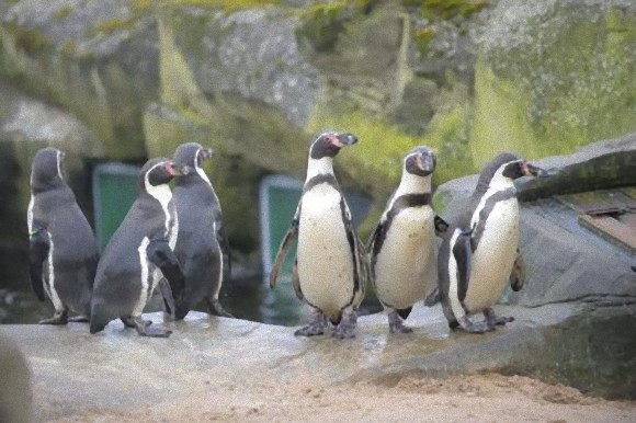 記録的な長雨で動物園のペンギンがウツ状態に 抗うつ剤を投与 英水族館 カラパイア