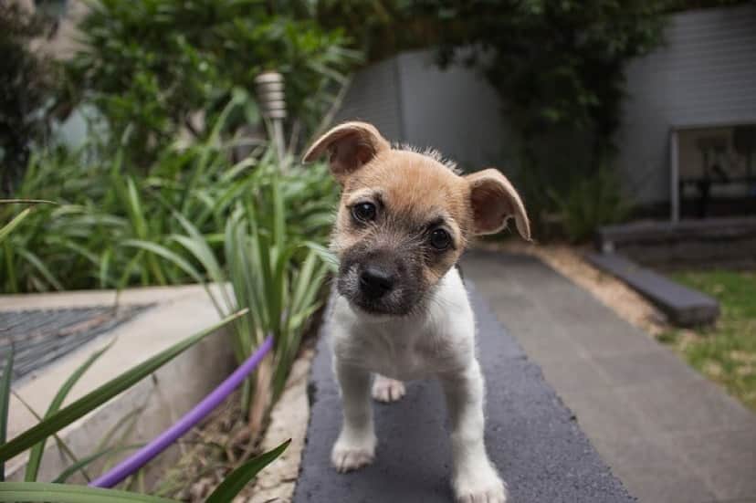 puppy-406163_640
