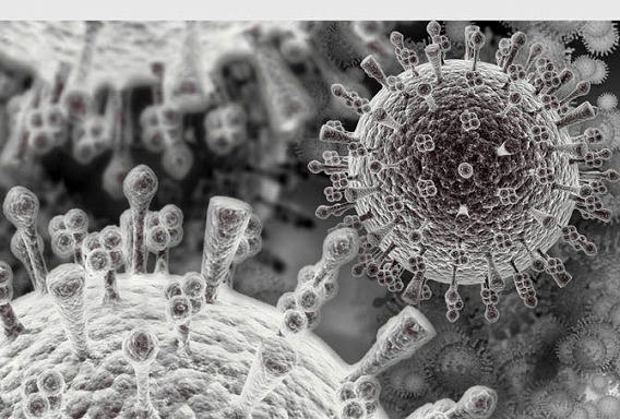 swine_flu
