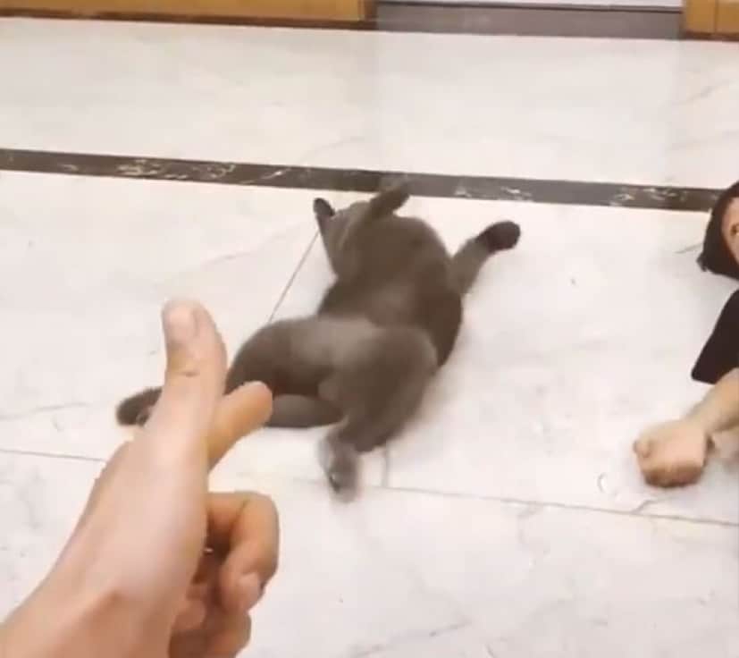 ならば付き合おう 少年に引き続き 死んだふりの演技をする猫 カラパイア