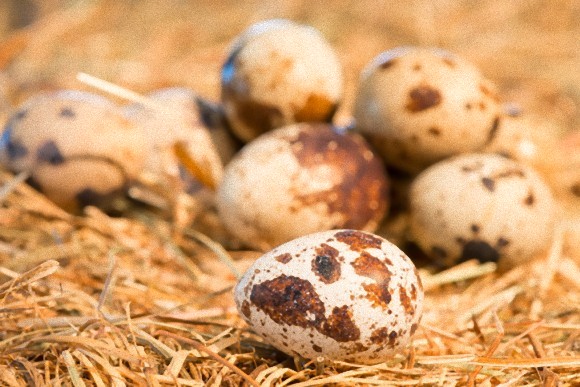 鳥のヒナは卵の中からお互いにコミュニケーションをとっていることが判明（スペイン研究）