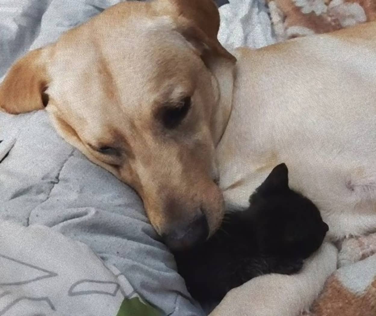 子猫を独り占めする犬