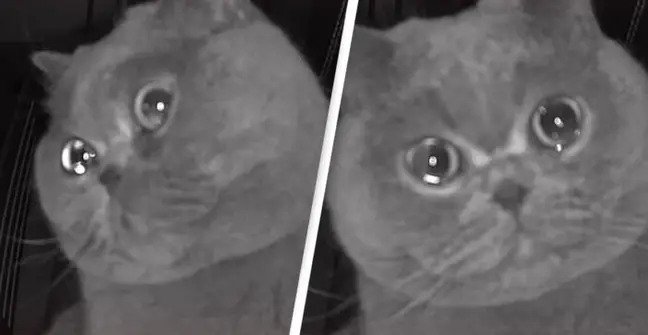 猫が泣いてる！帰らなきゃ！帰省中涙を浮かべている猫の姿が監視カメラに映り予定を早めて帰宅した飼い主