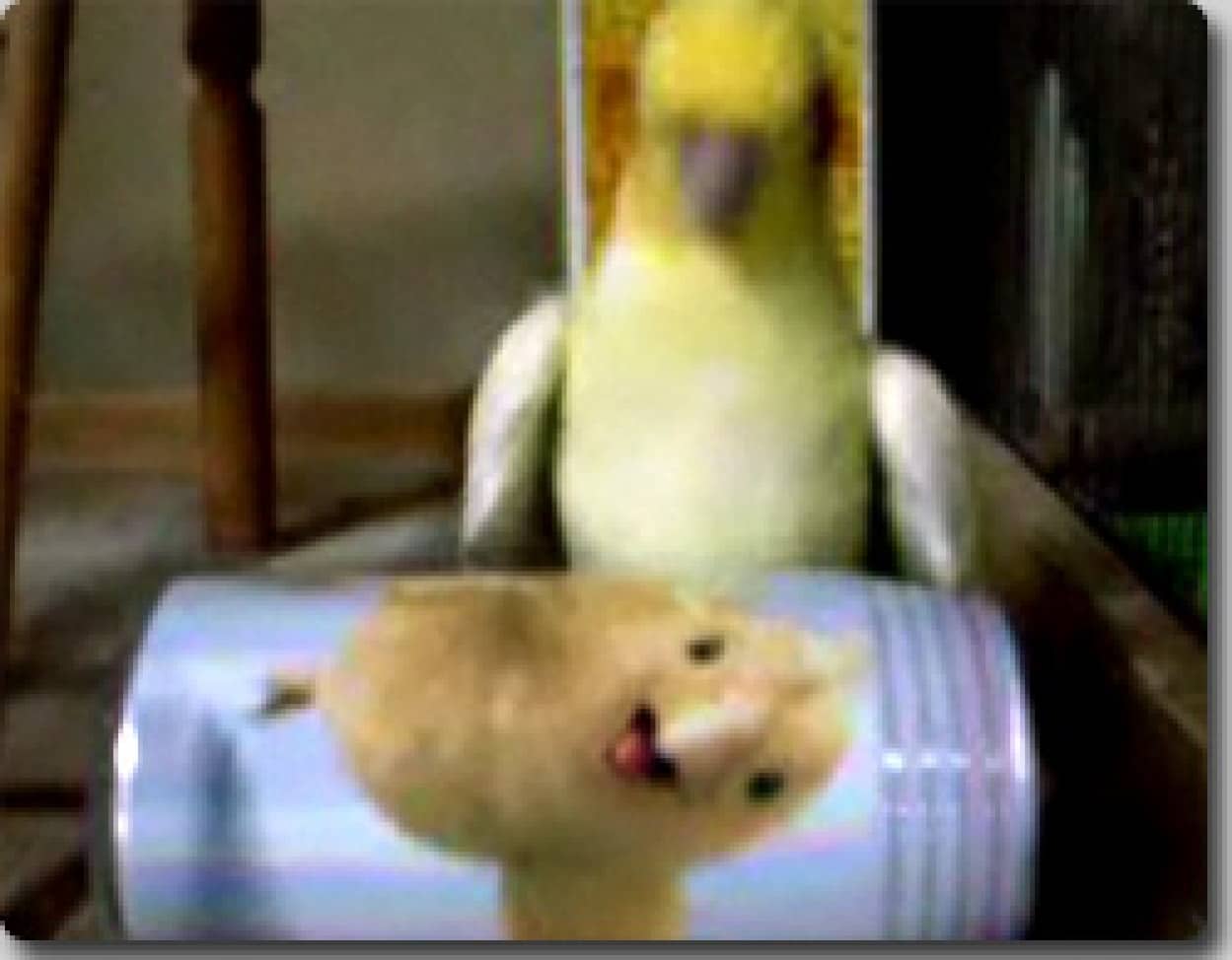 チョコボにただならぬ殺意をいだき 猛攻撃をしかけるインコ カラパイア チョコボにただならぬ殺意をいだき 猛攻撃をしかけるインコ カラパイア