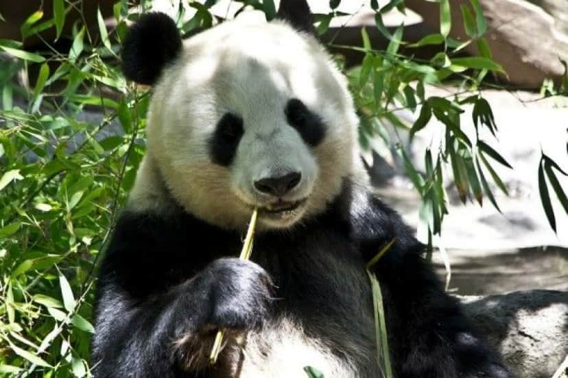 なんでパンダは白黒なの その理由は笹にあった 米研究 カラパイア なんでパンダは白黒なの その理由は笹にあった 米研究 カラパイア