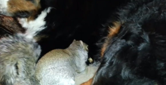 ひらめいた ナッツを犬の毛に貯蓄しようとするリス カラパイア ひらめいた ナッツを犬の毛に貯蓄しようとするリス カラパイア