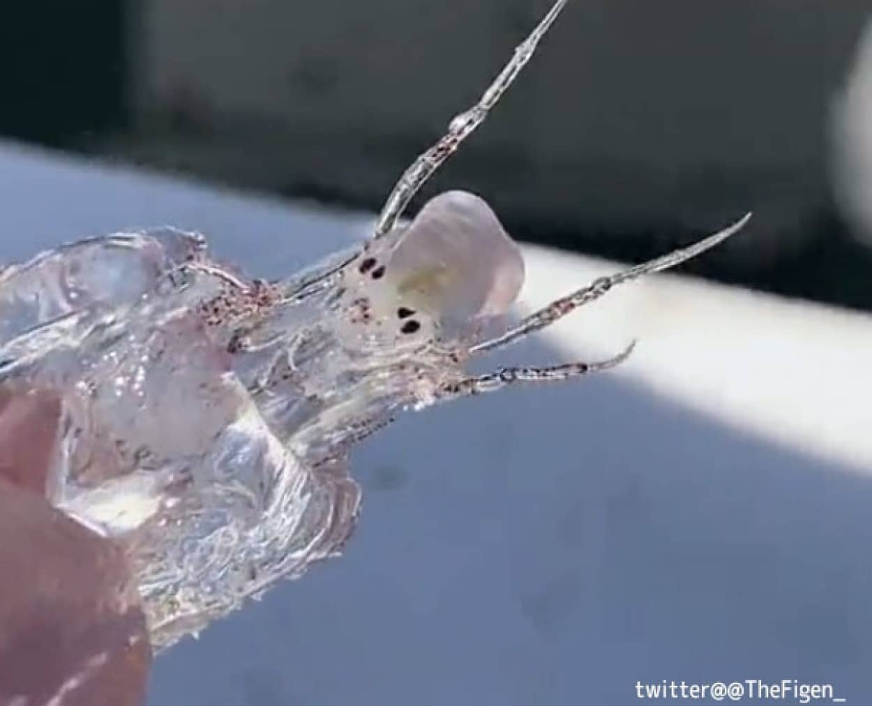 透明な謎生物を発見