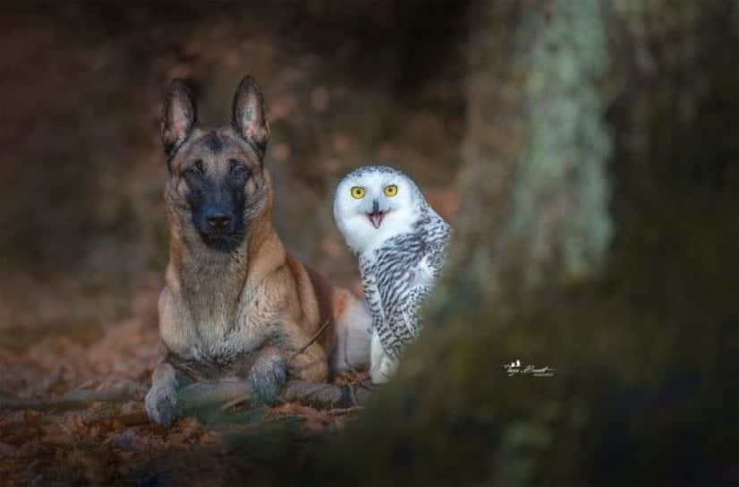 dognowl13_e