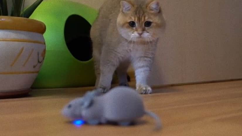 猫のホシコさん 予測不能のネズミのオモチャにおっかなびっくり カラパイア 猫のホシコさん 予測不能のネズミのオモチャにおっかなびっくり カラパイア