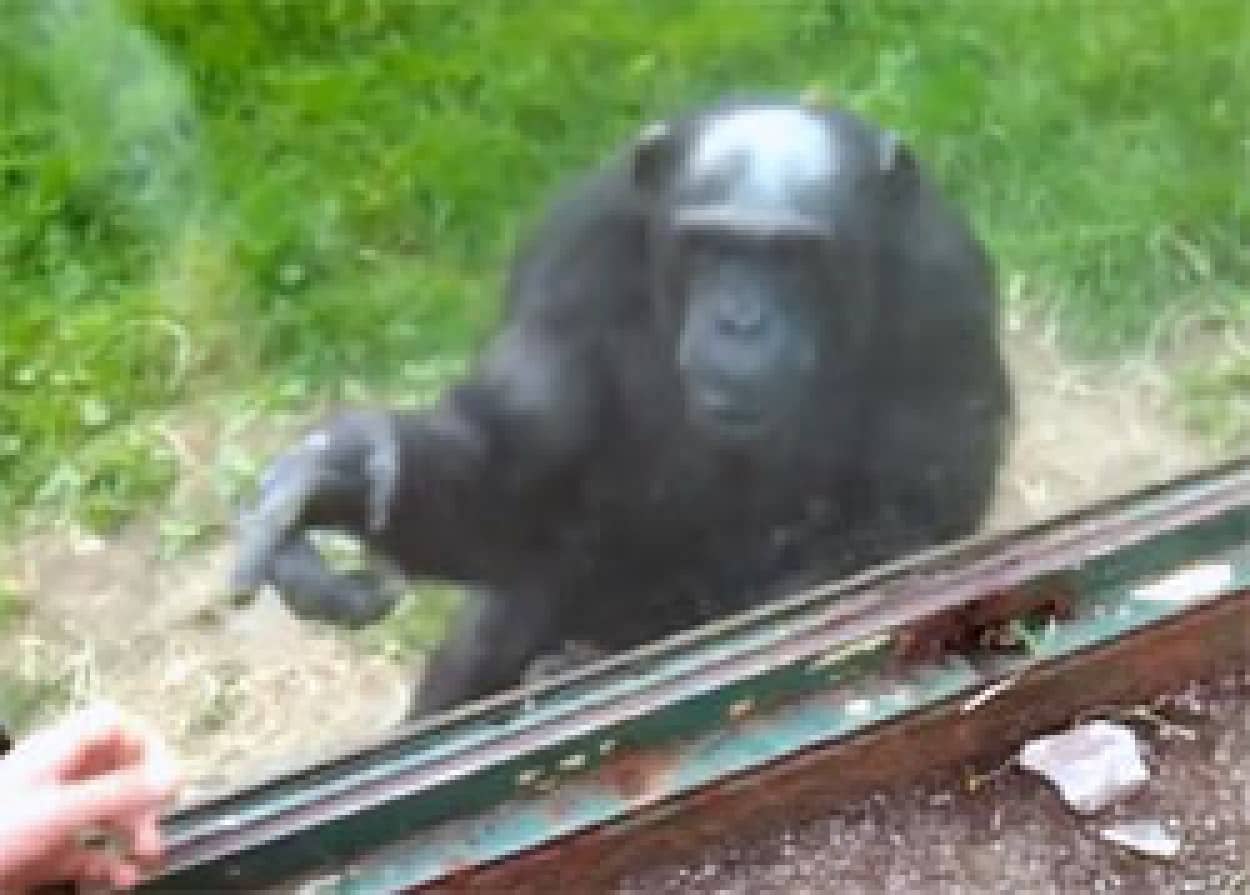 ちと そこのボルト外してくんないかな 人間に指示を出すチンパンジー カラパイア