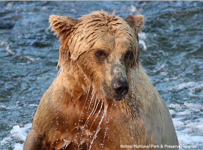 お手柄！アラスカのクマカメラを見ていたネットユーザーが道に迷ったハイカーを発見し、無事救助される