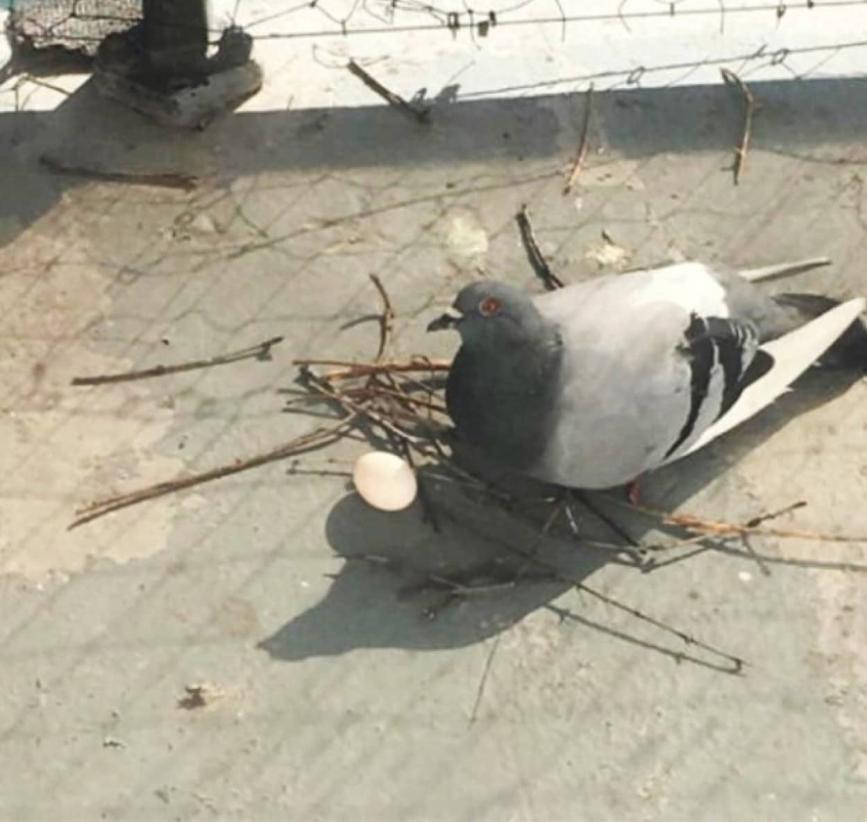 雑すぎる鳩の巣