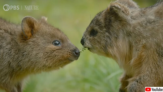 キュートな笑顔は世界一。クアッカワラビーの赤ちゃんを、そっくりに偽装したスパイカメラで至近距離から観察したよ