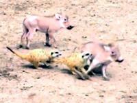 ディズニーアニメに出てくるあのシーンを実際の動物たちで再現したらより素敵になった カラパイア ディズニーアニメに出てくるあのシーンを実際の動物たちで再現したらより素敵になった カラパイア