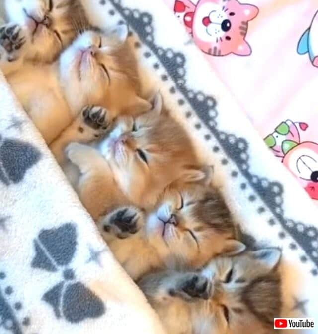 可愛い の代名詞といえばコレ キュートな子猫たちの寝顔にとことん癒される動画 カラパイア 可愛い の代名詞といえばコレ キュートな子猫たちの寝顔にとことん癒される動画 カラパイア
