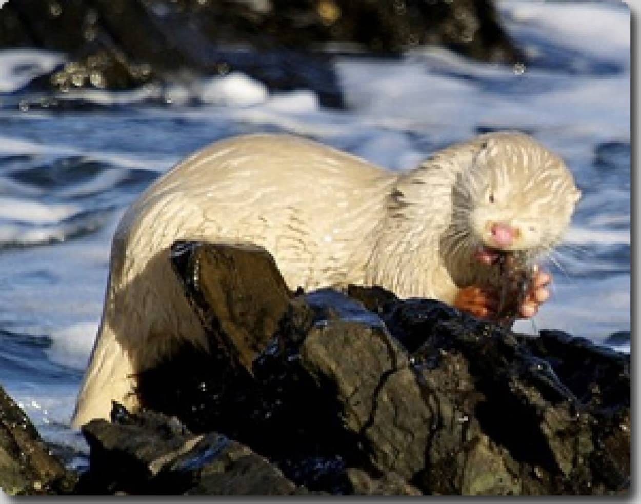 珍しいアルビノ 真っ白 のカワウソが水辺で食事しているところを発見される スコットランド カラパイア 珍しいアルビノ 真っ白 のカワウソが水辺で食事しているところを発見される スコットランド カラパイア