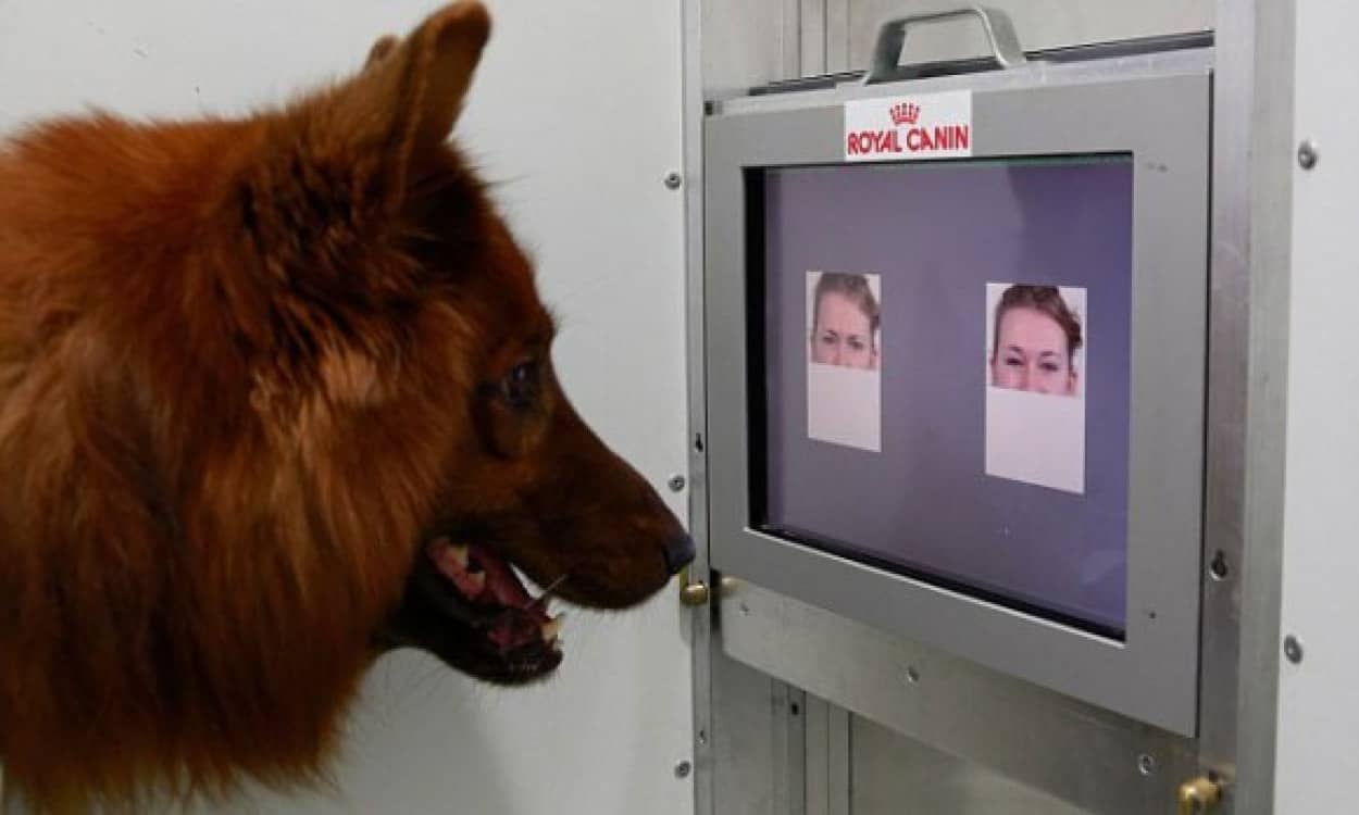 犬は人間の表情がわかる 人間の表情から感情を読み取っていることが判明 オーストリア研究 カラパイア 犬は人間の表情がわかる 人間の表情から感情を読み取っていることが判明 オーストリア研究 カラパイア
