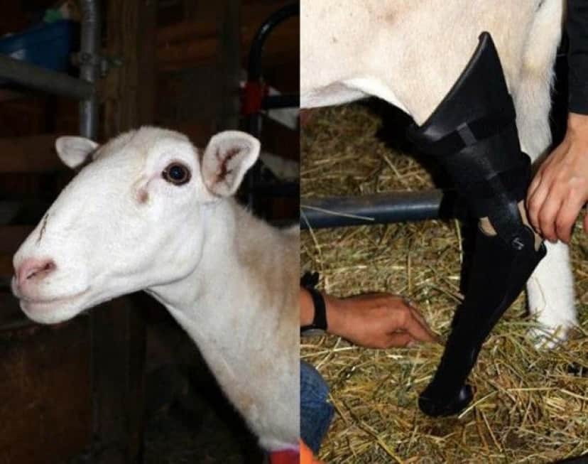 felix-3D-printed-prosthetic-leg-for-a-sheep_e