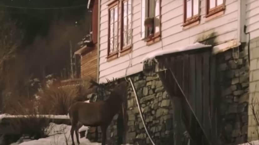 deer1_e