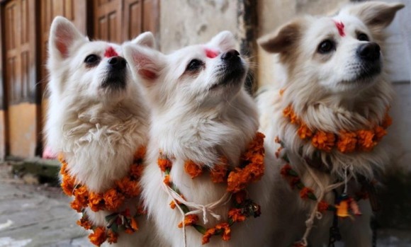 神の使いである犬たちが花飾りをつけ盛大に称えられるネパールの犬まつり ククル ティハール カラパイア