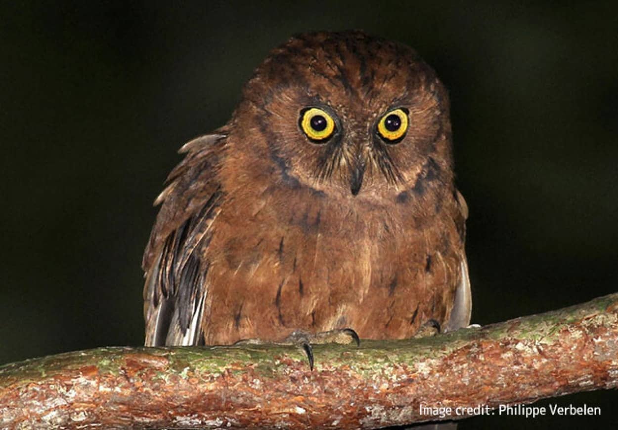 フクロウの新種を発見