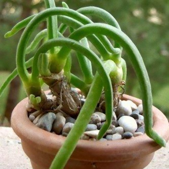 ウサギじみてる多肉植物 ウサ耳がぐんぐん伸びてく モニラリア オブコニカ カラパイア ウサギじみてる多肉植物 ウサ耳がぐんぐん伸びてく モニラリア オブコニカ カラパイア