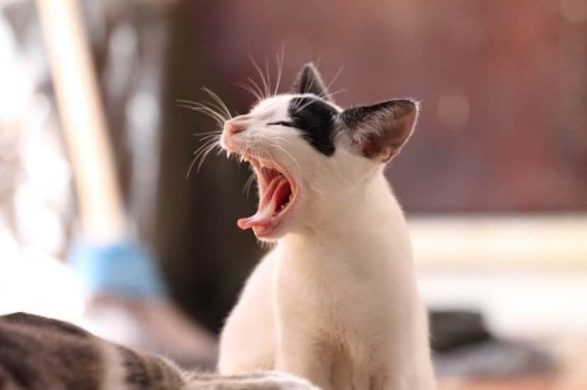 animal-339400_640_e