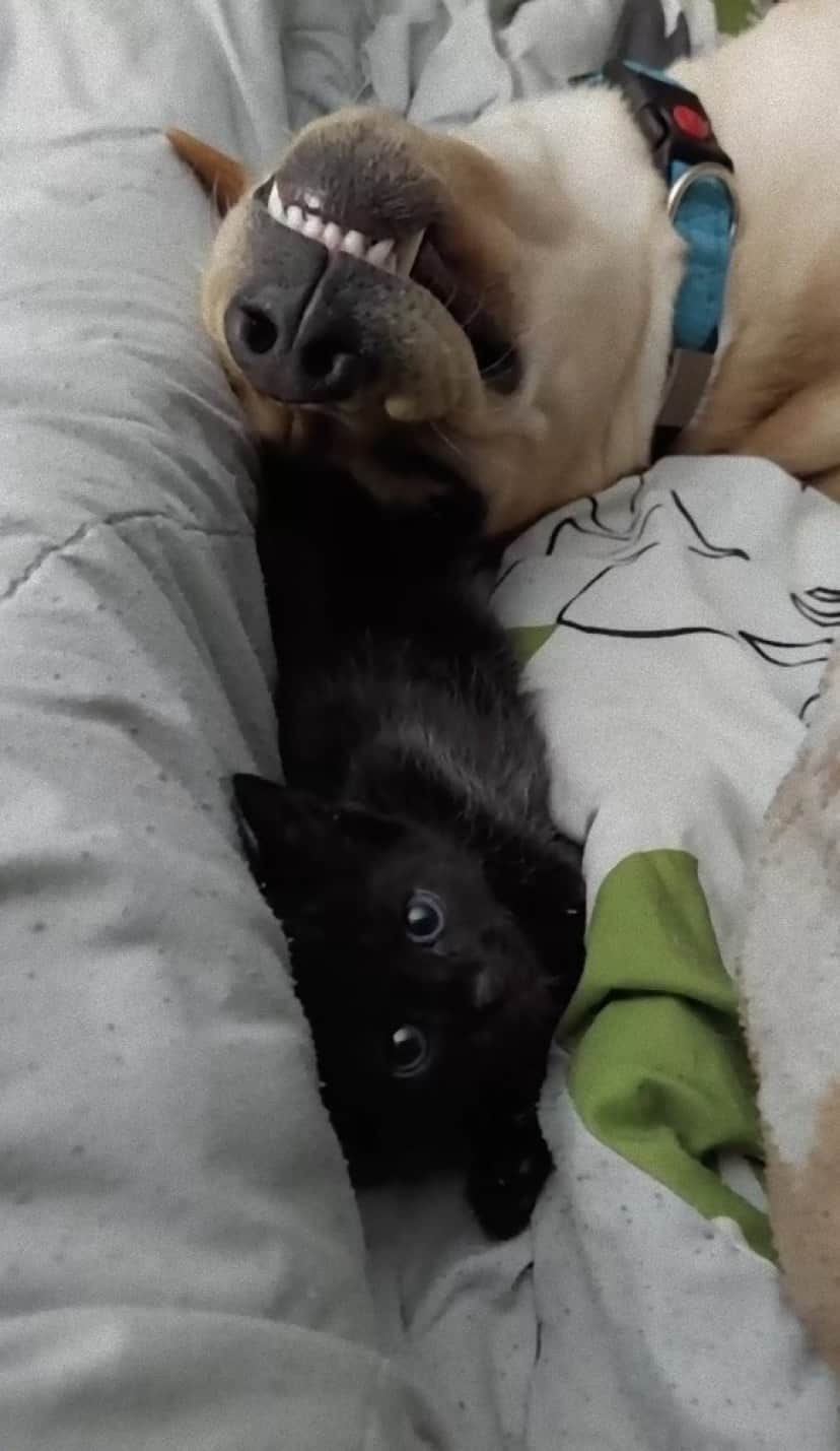 dog and cat3_e
