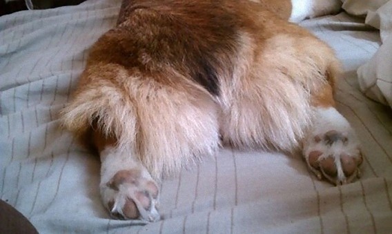 photos_of_corgi_butts_09_e