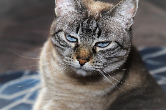 cat-3937859_640_e