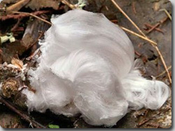 ケサランパサラン 白い綿毛をたくさん生やした謎のもふもふ虫が大量発生 スリランカ カラパイア