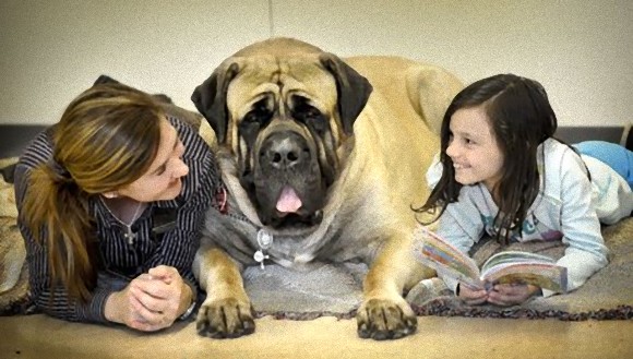 本気の大きさ 世界8種の大型犬図鑑 カラパイア